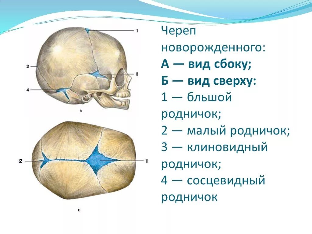 кости головы новорожденного. роднички черепа анатомия рисунок. структура черепа сзади. строение черепа новорожденного швы роднички. швы и роднички черепа анатомия.