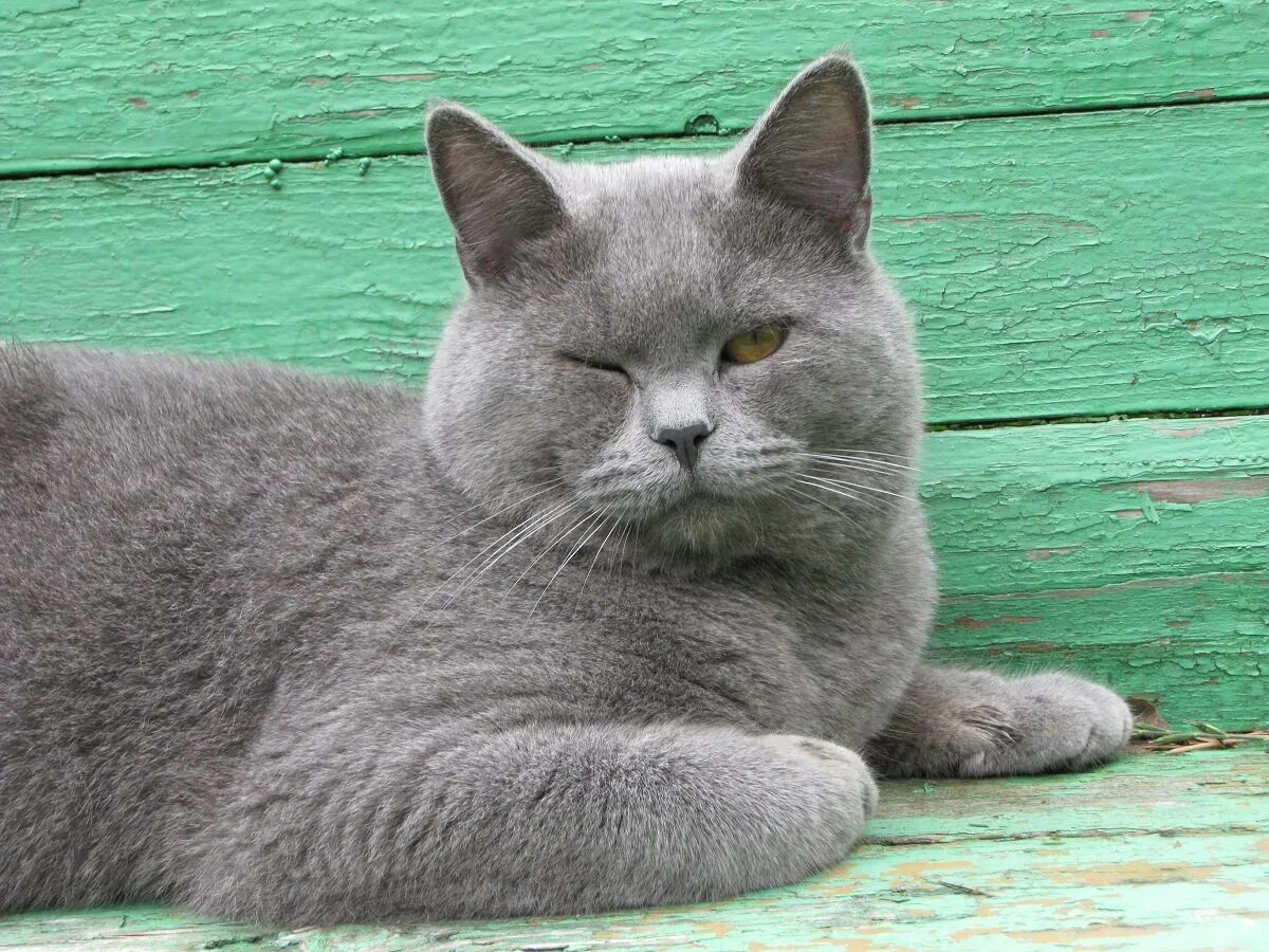 Кот голубого окраса