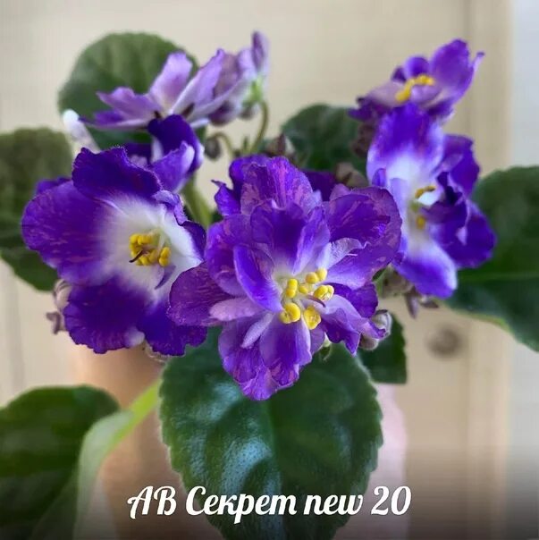 Фиалки - купить в Белгороде, цена 40 руб., продано 17 декабря 2019 - Растения и 