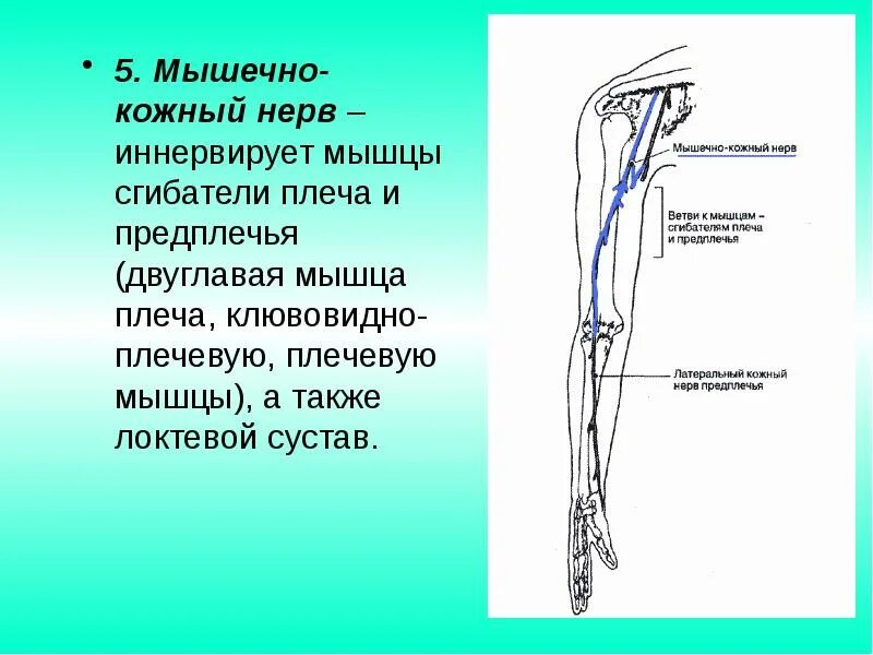 Кожно нервные. Область иннервации мышечно кожного нерва. Мышечно-кожный нерв в области плеча. Мышечно кожный нерв анатомия. Мышечно кожный нерв топография.