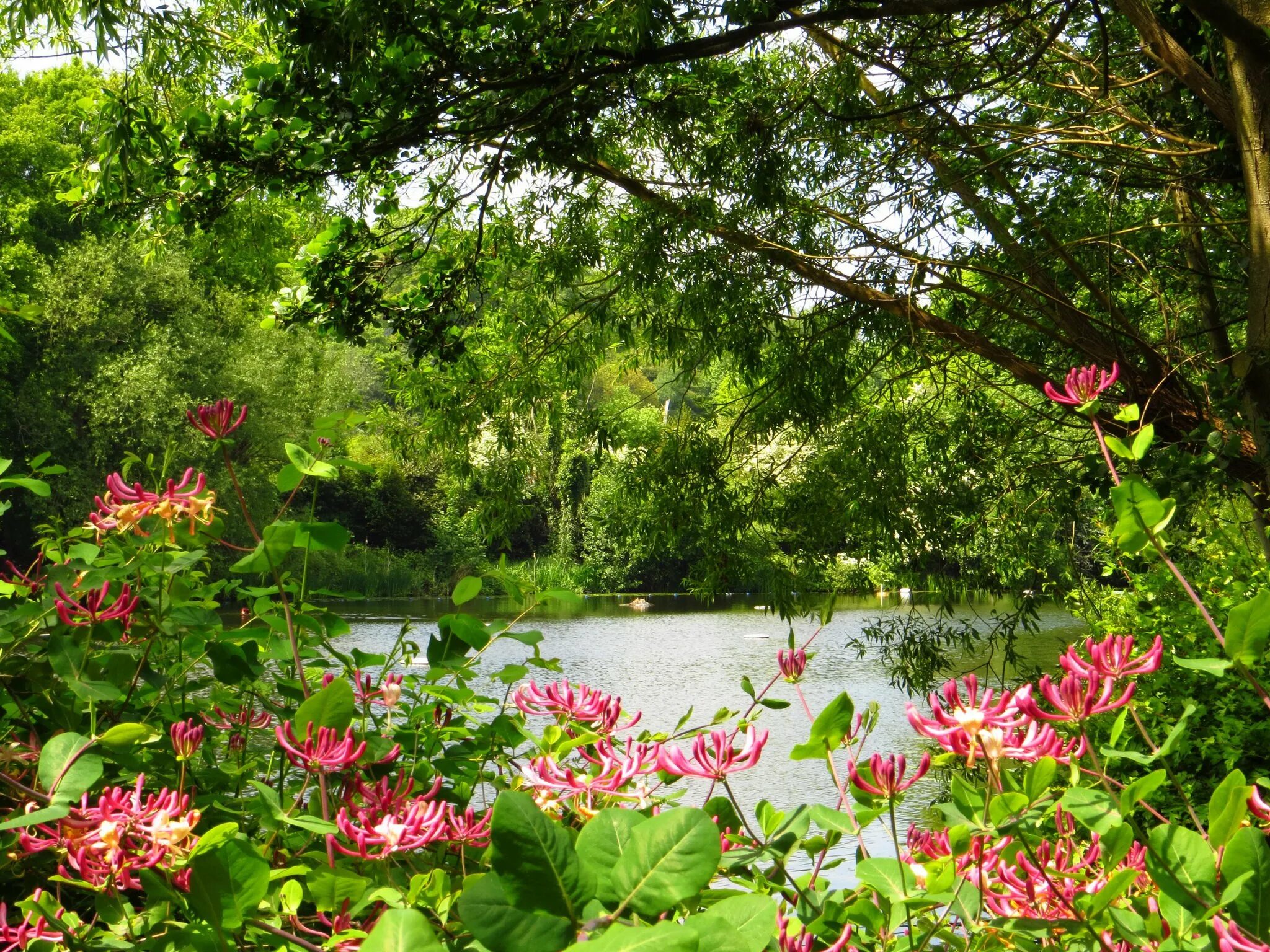 Лес река цветы. Цветущий сад на берегу реки. Цветущий сад у реки. Природа парк.