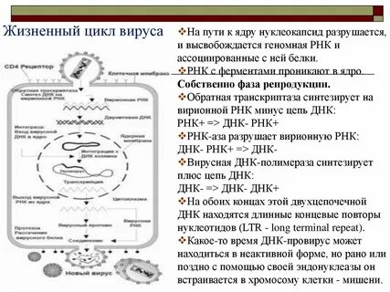 Жизненный цикл вирусов схема