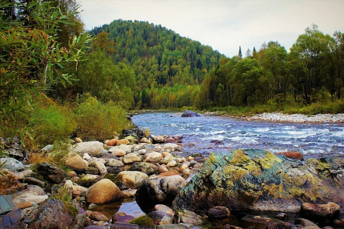 Река буды. Тайга река Красноярск. Лес Тайга река Вильва. Река Елеть Карелия. Река Тумуяс.