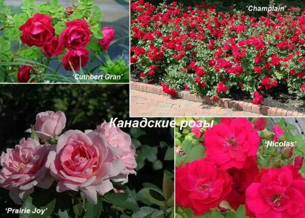 Розы канадские Аделаида Худлес купить в перми