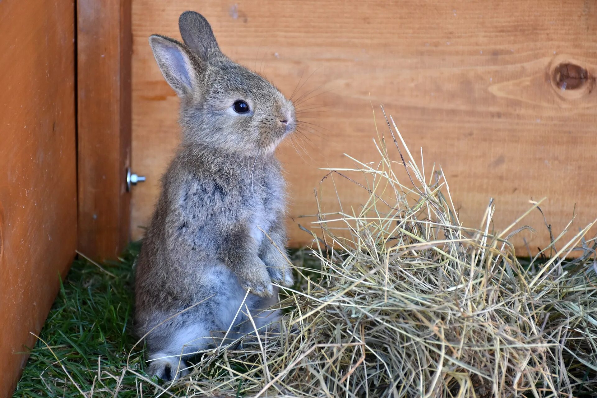 Где сейчас кролик. Кролики. Кролик домашний. Кролик в саду. Кролик фото.
