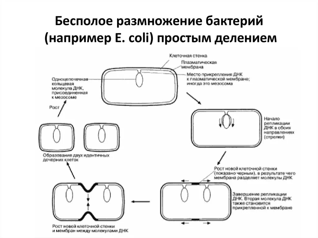 Простым делением клеток размножаются. Размножение бактерий схема. Схема деления бактериальной клетки. Рост и размножение бактерий микробиология схема. Схема деления прокариотической клетки.