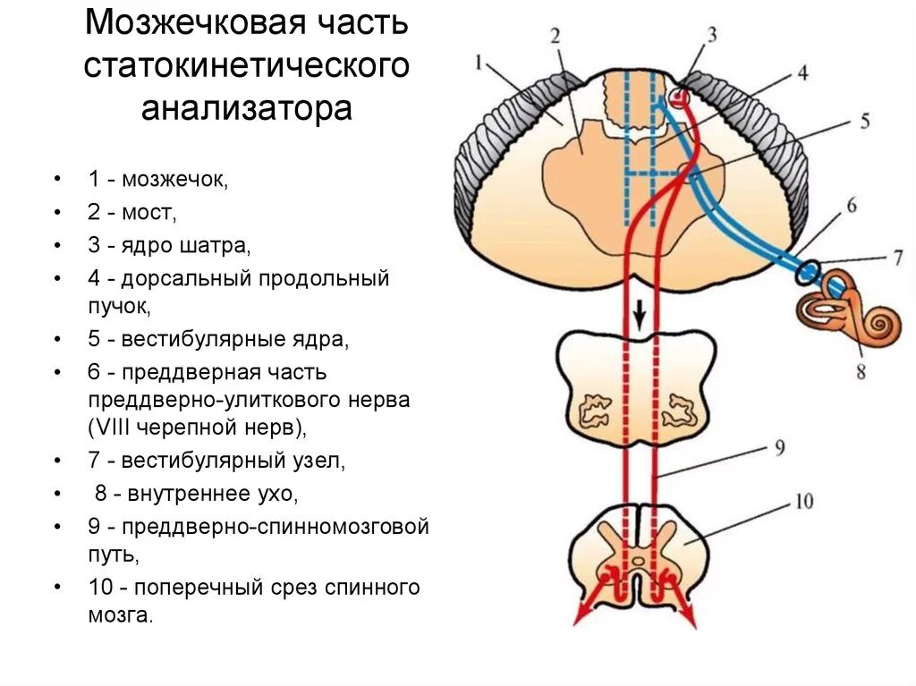 Мозжечок центры рефлексов. Схема проводящего пути вестибулярного анализатора. Схема проводящих путей вестибулярного анализатора. Проводящий путь вестибулярного аппарата схема. Проводящие пути статокинетического анализатора.