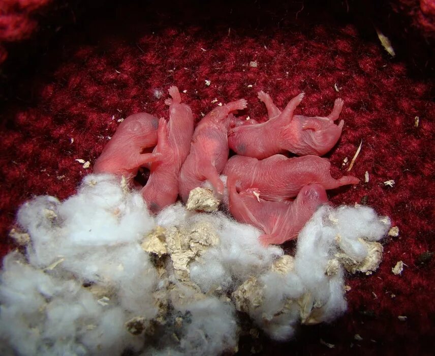 Новорожденные хомячки. Новорожденные хомяки джунгарик. Новорожденные джунгарские хомячки. Новорожденный джунгарский хомяк. Джунгарский хомячок новорожденный.