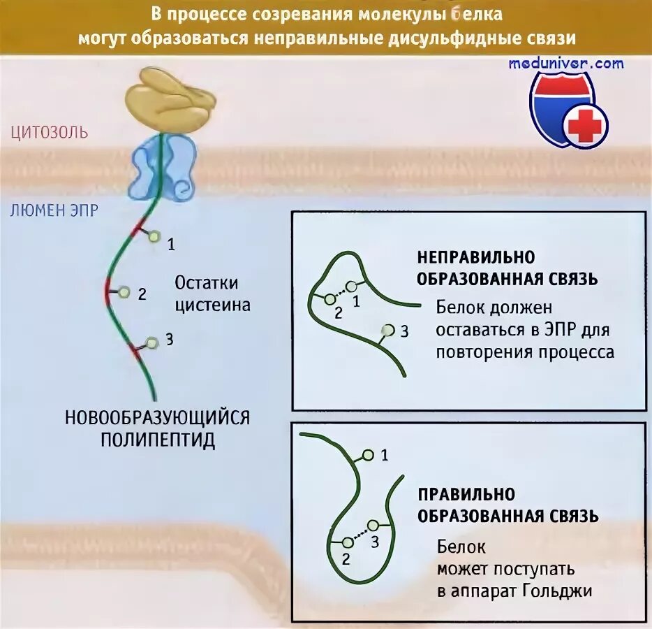 Образование дисульфидных связей в белке