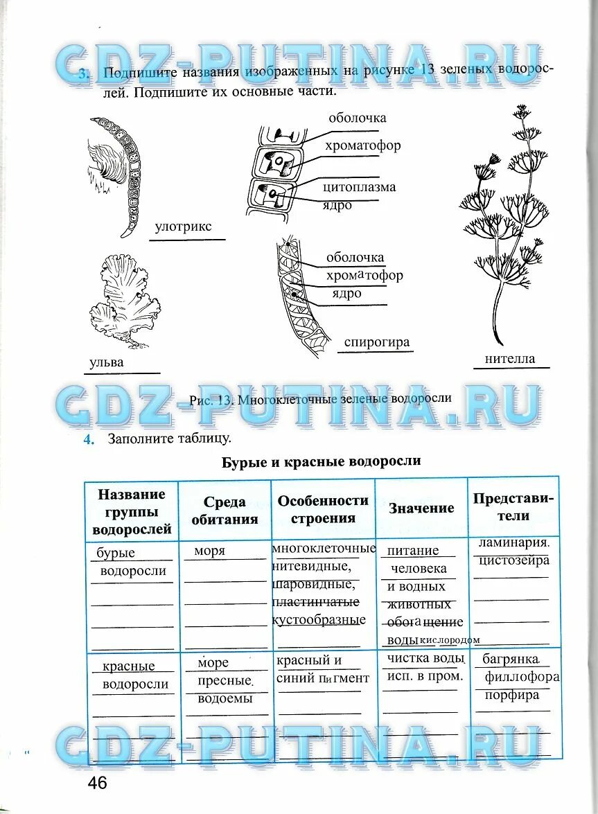 Биология 5 класс рабочая тетрадь стр 92. Рабочий лист по биологии 5 класс. Подпишите названия водорослей изображенных на рисунке. Биология 5 класс рабочая тетрадь параграф 18. Подпиши названия водорослей изображенных на рисунке.