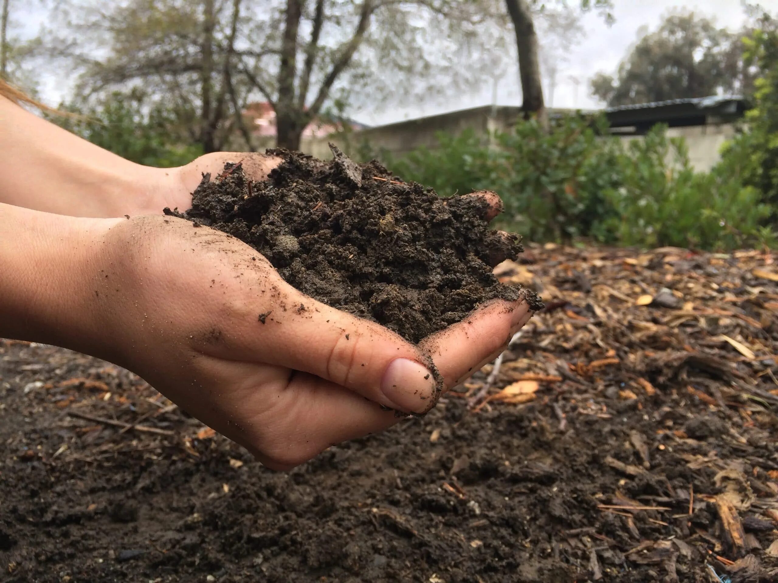 Organic fertilizer