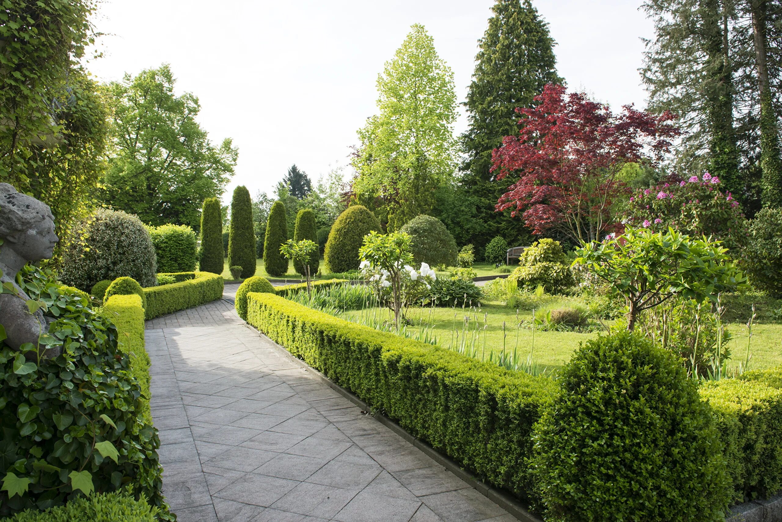 Липа европейская паллида. Аллея суровикино аллея. Живая изгородь французский сад палисад. Варианты аллей по пми. Боскет липа мелколистная.