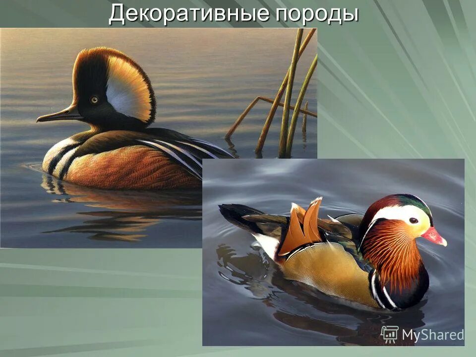 утка относится к птицам. утка относится к птицам. утка относится к птицам. утка в красной книге. утка водоплавающая птица кряква.