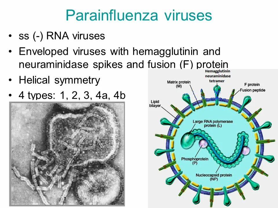 Respiratory virus. Вирус парагриппа возбудитель. Парагрипп Вирион. РНК В вирусе парагриппа.