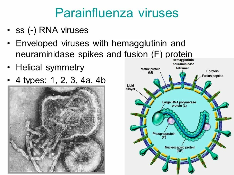 Вирус парагриппа возбудитель. Парагрипп Вирион. РНК В вирусе парагриппа. Respiratory virus