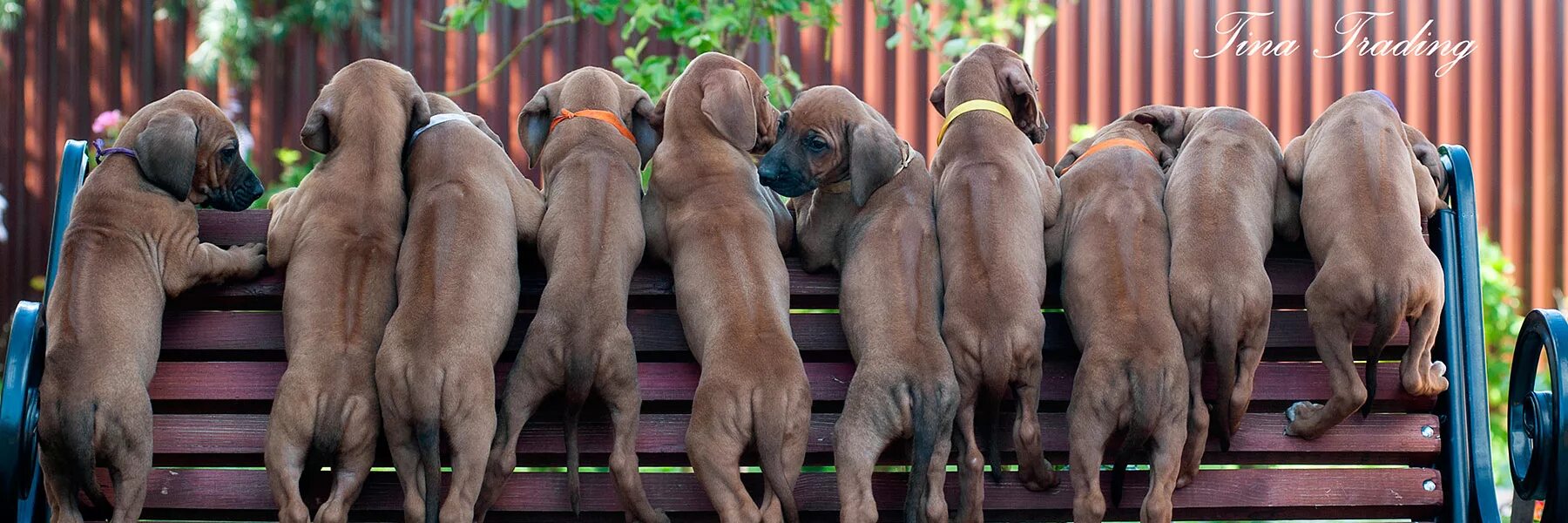 Питомник puppies. Риджбек родезийский питомники. питомник хистори мейкер.