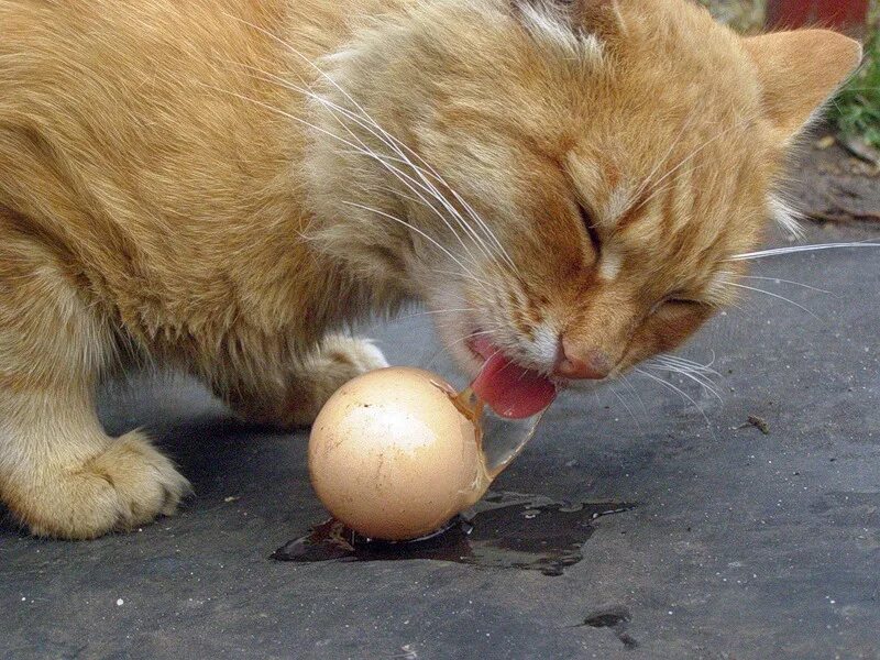 Кот ворует яйца. Кот кушает яичко. Кошке можно давать яйцо