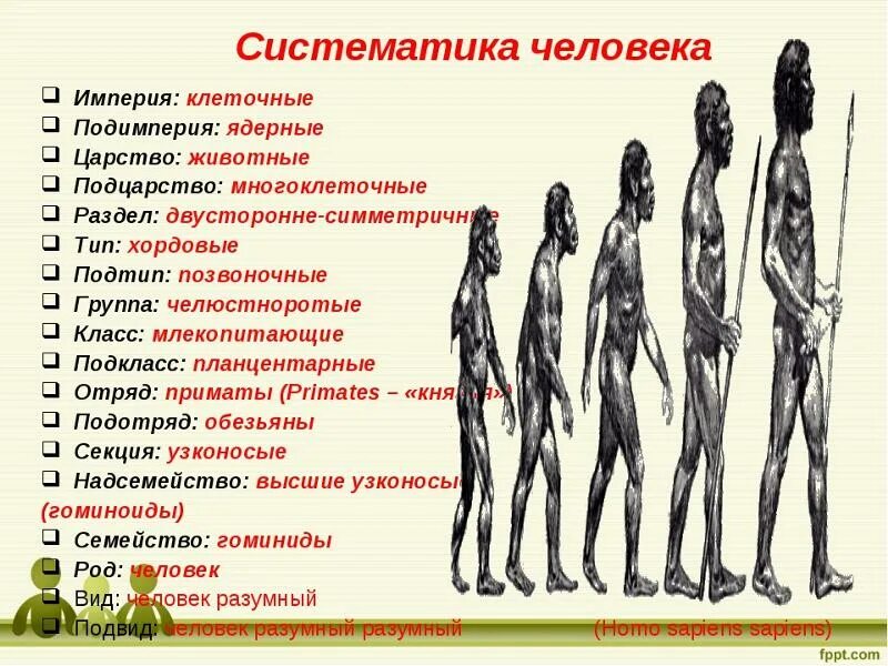 Почему человек относится к классу. Систематика человека. Классификация человека. Классификация человека разумного. Классификация человека в биологии.