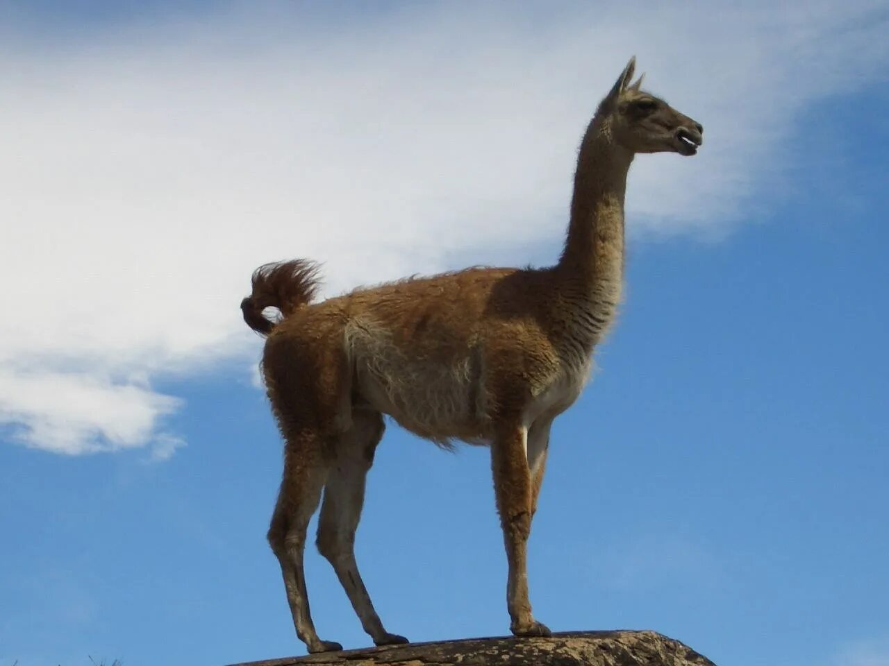 Лама предок 7. Гуанако в южной америке. дикая лама гуанако. лама южная америка. лама животное.