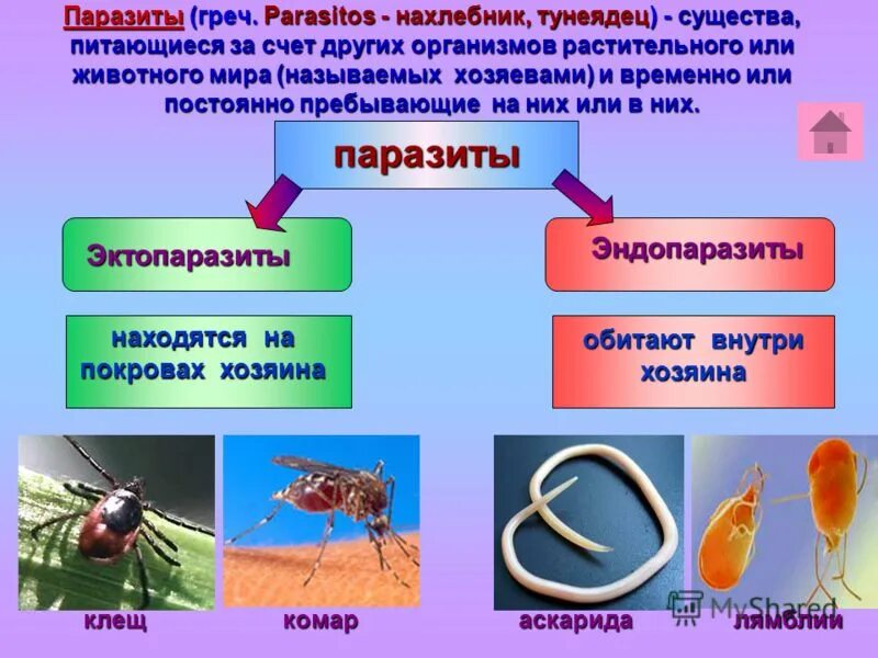 Строение стекловидного тела глаза. Как по другому как называется. Метонимия примеры. Одно внутри другого как называется. Метонимия это.
