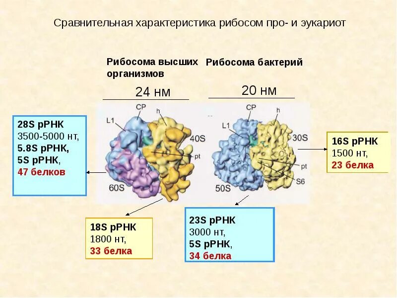 Рибосомы у прокариот 70s. Рибосомы бактерий строение. Структура рибосом прокариот. Структура рибосом бактерий.