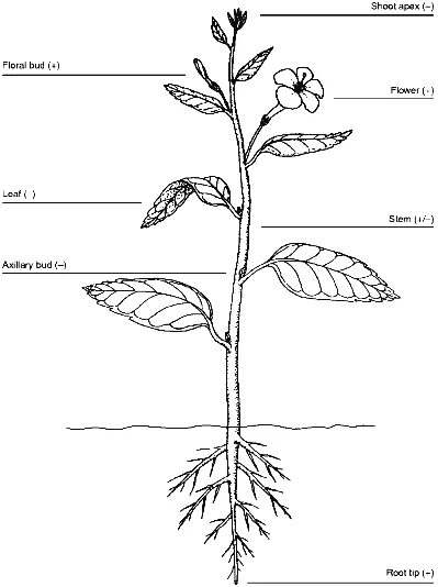 Строение растения рисунок с подписями