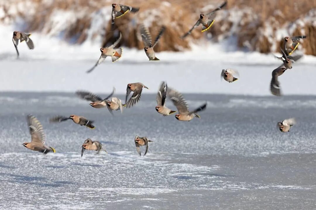 Птицы летающие зимой. Стая зимних птиц. Птицы летающие стаями зимой. Стая свиристелей. Птицы Сибири летающие стаями.