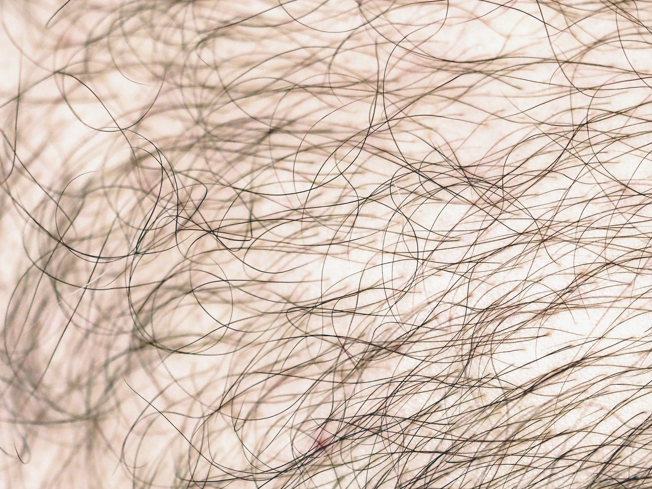 Оволосение лобка. Лобковые волосы у женщин. Лобковые волосы у мужчин. Лобковые волосы для фотошопа.