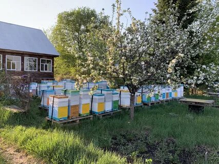 В деревне лимоновка открылась новая пасека