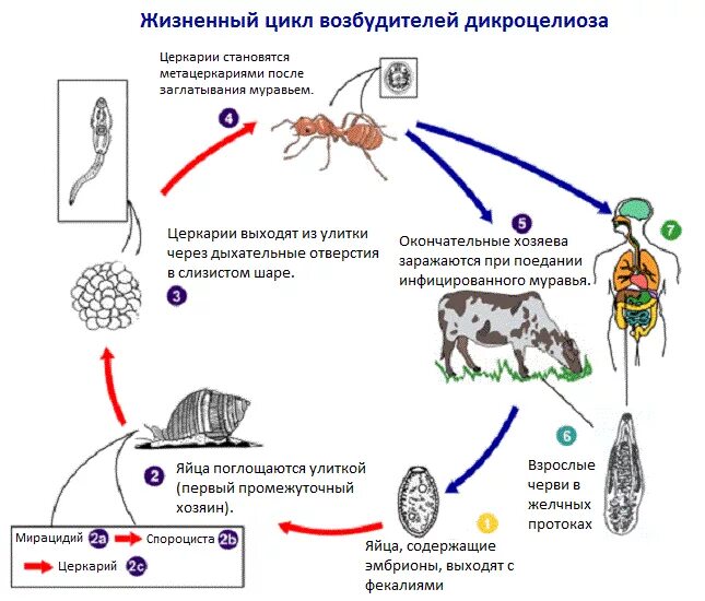 Может ли человек быть промежуточным хозяином. Цикл развития ланцетовидной двуустки схема. Dicrocoelium dendriticum жизненный цикл. Цикл развития ланцетовидного сосальщика. Жизненный цикл ланцетовидного сосальщика схема.