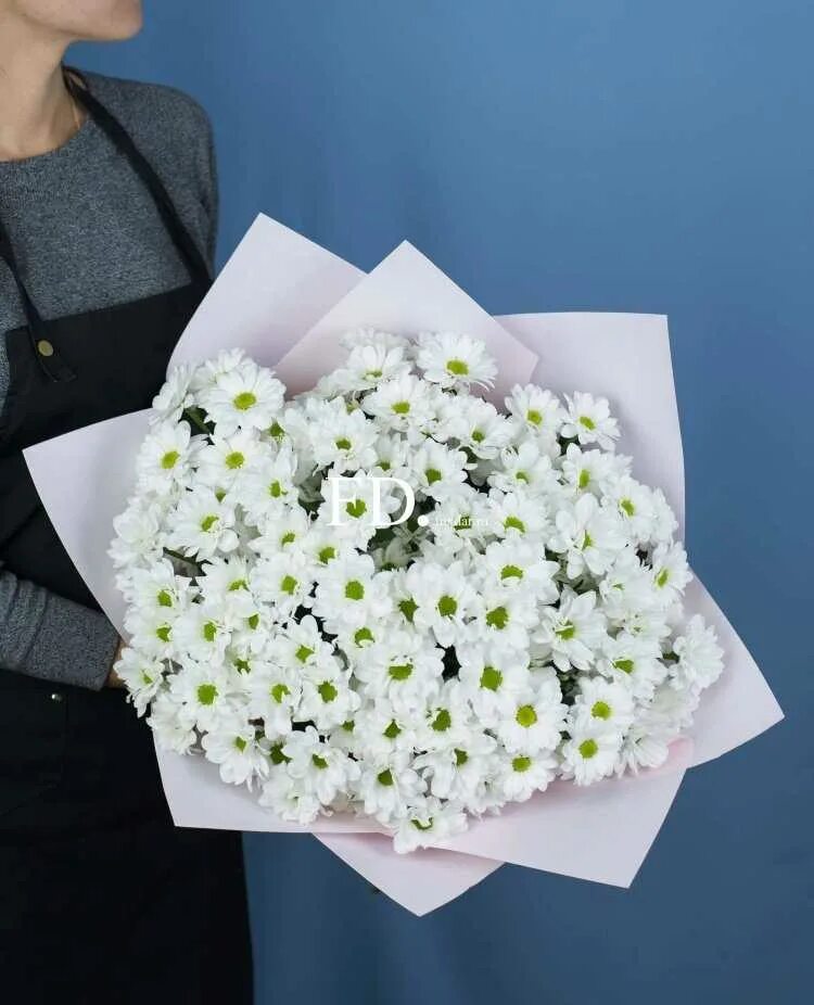 Хризантема букетная торжество. 23 хризантемы. 23 хризантемы. Букет хризантем кустовых микс. Букет "кустовые хризантемы".