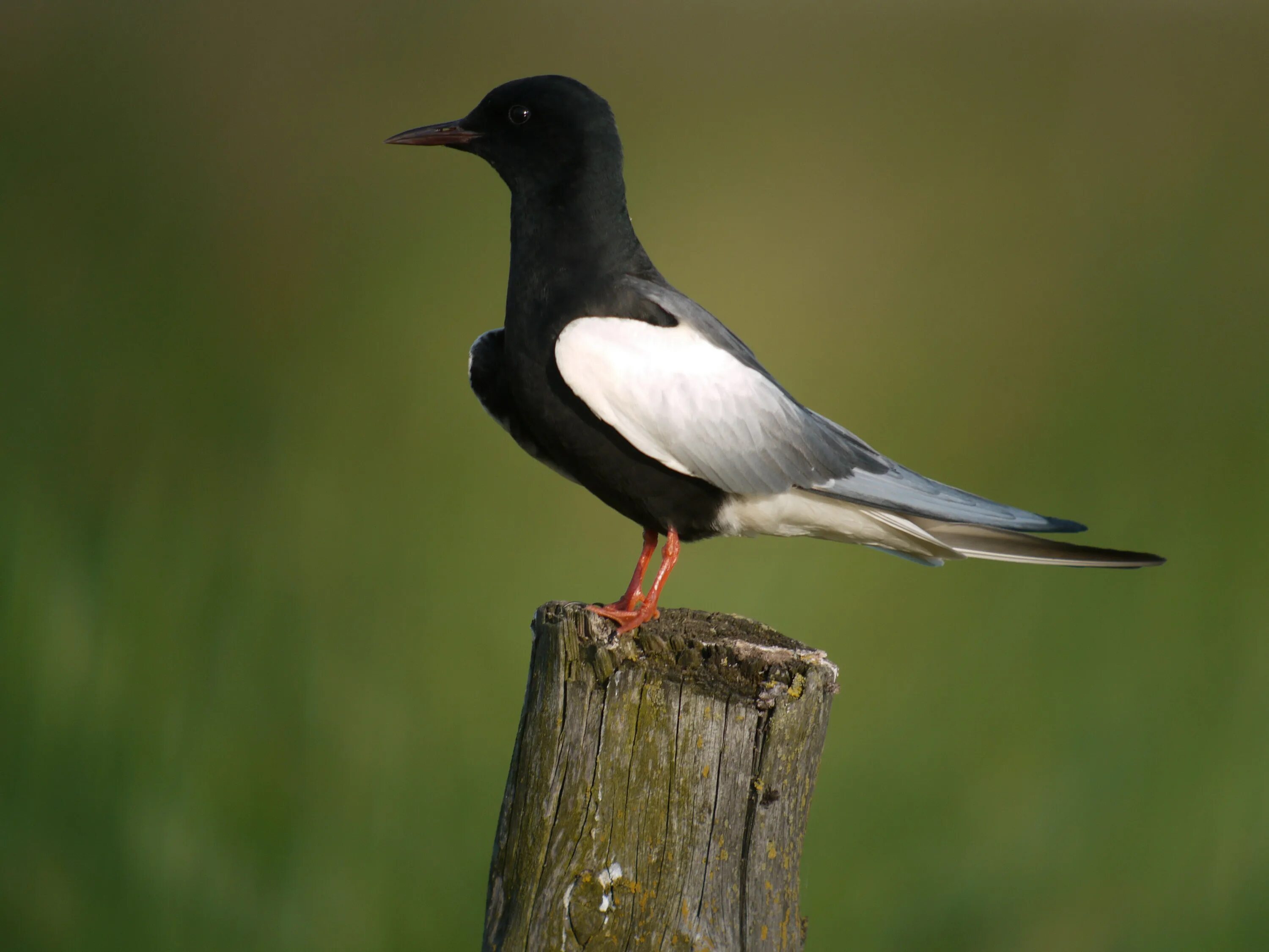Белокрылая Болотная крачка. Черная крачка (Chlidonias nigra). Чёрная Болотная крачка. Белокрылая крачка птица.