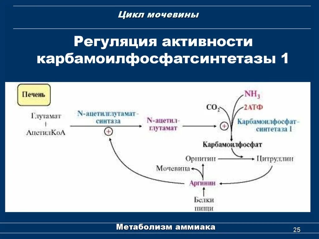 Образованием мочевины в обмене веществ. Регуляция карбамоилфосфатсинтетазы 1. фермент карбамоилфосфатсинтетаза ii. карбамоилфосфатсинтетазы i. регуляция цикла мочевины.