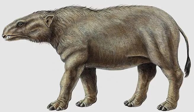 Предок слона 9 букв. Меритерии вымершие хоботные. phosphatherium escuilliei. предок слона меритерий. платибелодон - первобытный слон..