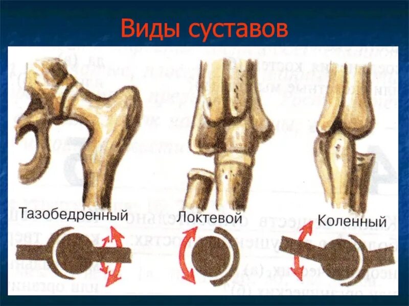 Соединения костей блоковидный сустав. Подвижные соединения суставы. Соединение костей суставы. Подвижные соединения костей.