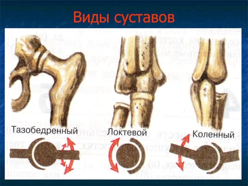 Какой сустав изображен. Соединения костей блоковидный сустав. Подвижные соединения суставы. Соединение костей суставы. Подвижные соединения костей.