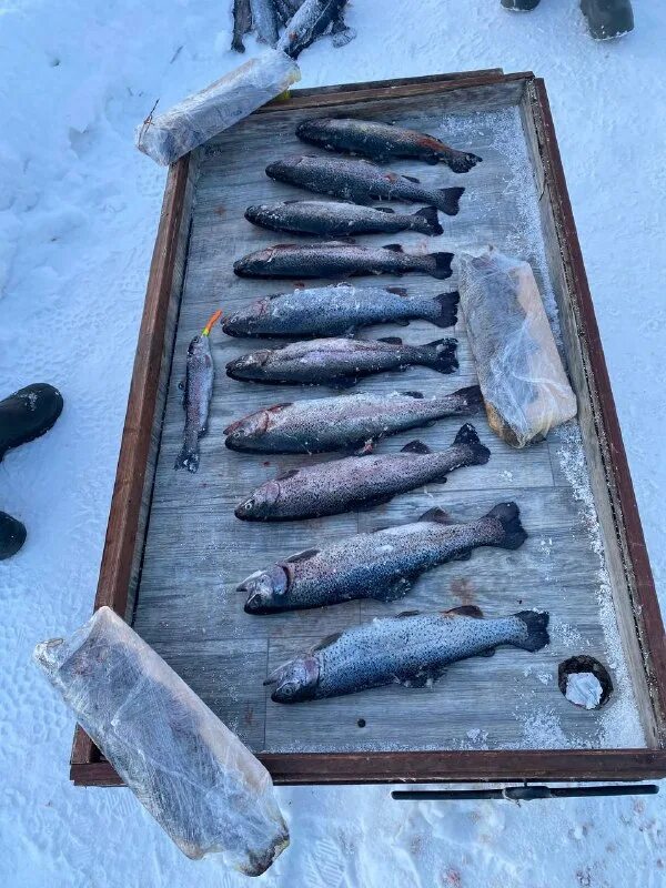 зеленый берег платная рыбалка русфишинг