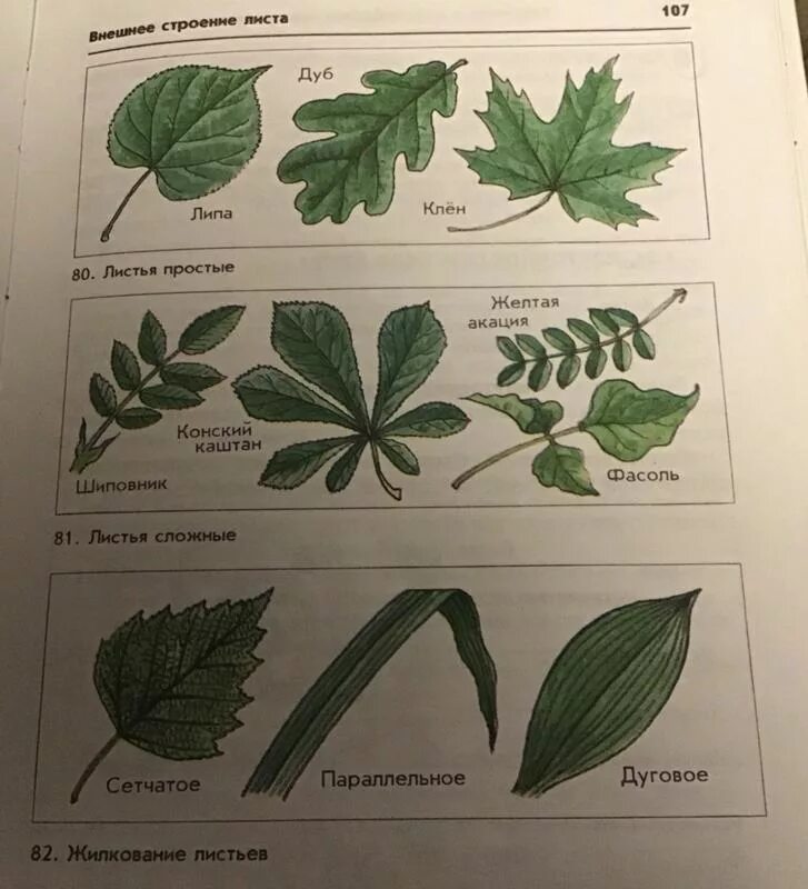 Какой лист называют сложным