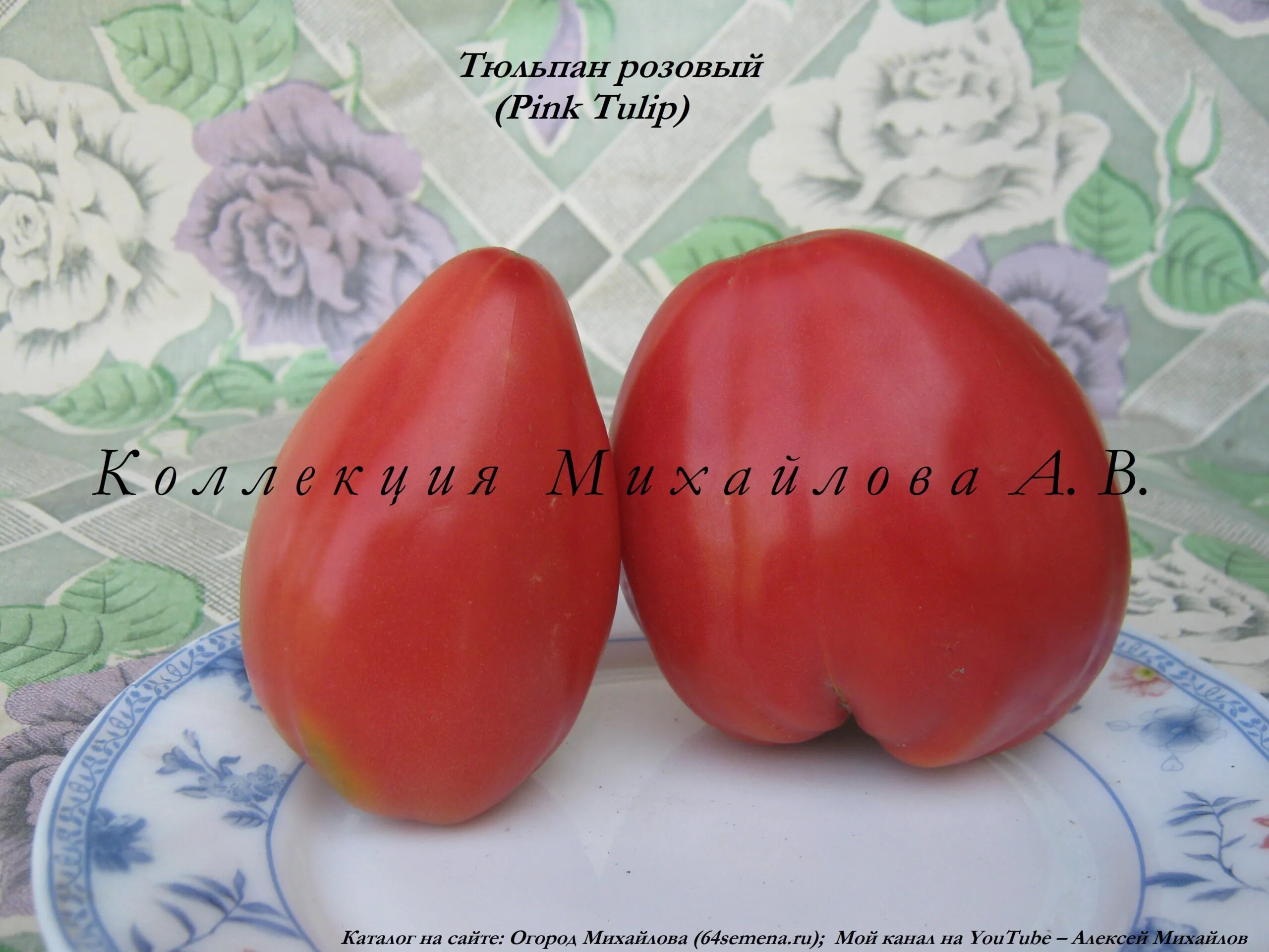 Сорт томатов тюльпан. Помидоры сорт тюльпан. Томат тюльпан. Томат оранжевый тюльпан. Томат розовый тюльпан.