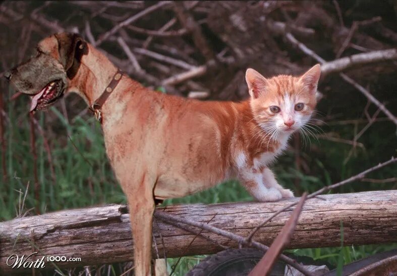 Котопес фото в реальной жизни