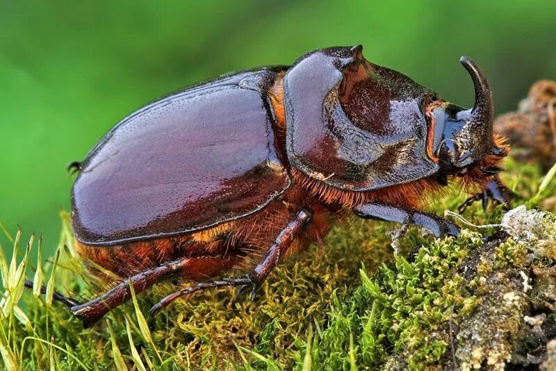 Nashornkaefer Insect photos, Rhino beetle, Animal drawings sketches