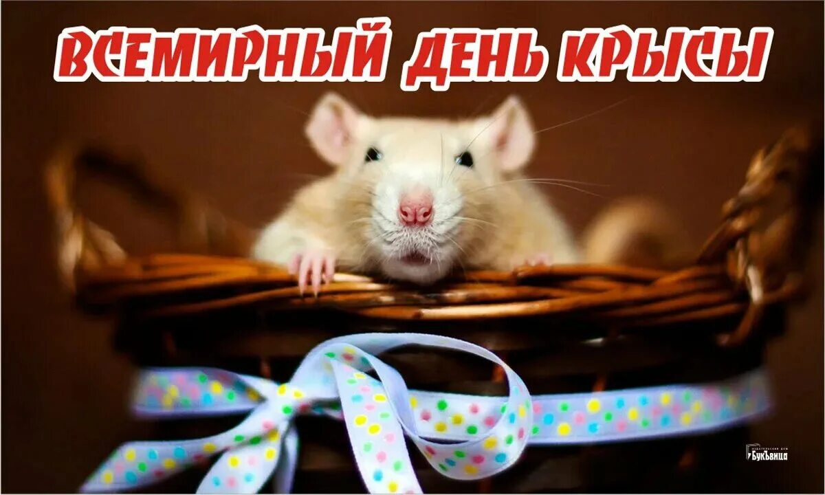 День крысы. Международный день крысы. 4 Апреля день крысы. Открытки с днём крысок.