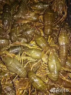 Раки в новороссийске
