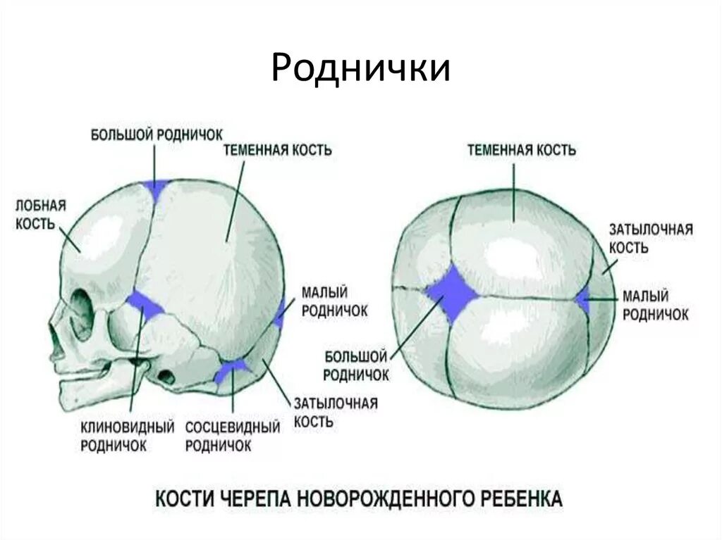 Череп новорожденного ребенка с родничками. Роднички у новорожденных анатомия форма. Строение черепа темечко. Чем можно объяснить легкость черепа