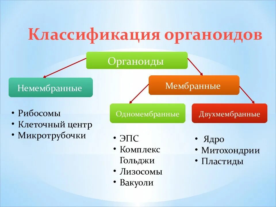 Классификация органоидов одномембранные. Органоиды мембранные и немембранные одномембранные. Мембранные органоиды клетки классификация. Немембранные двухмембранные одномембранные органоиды.