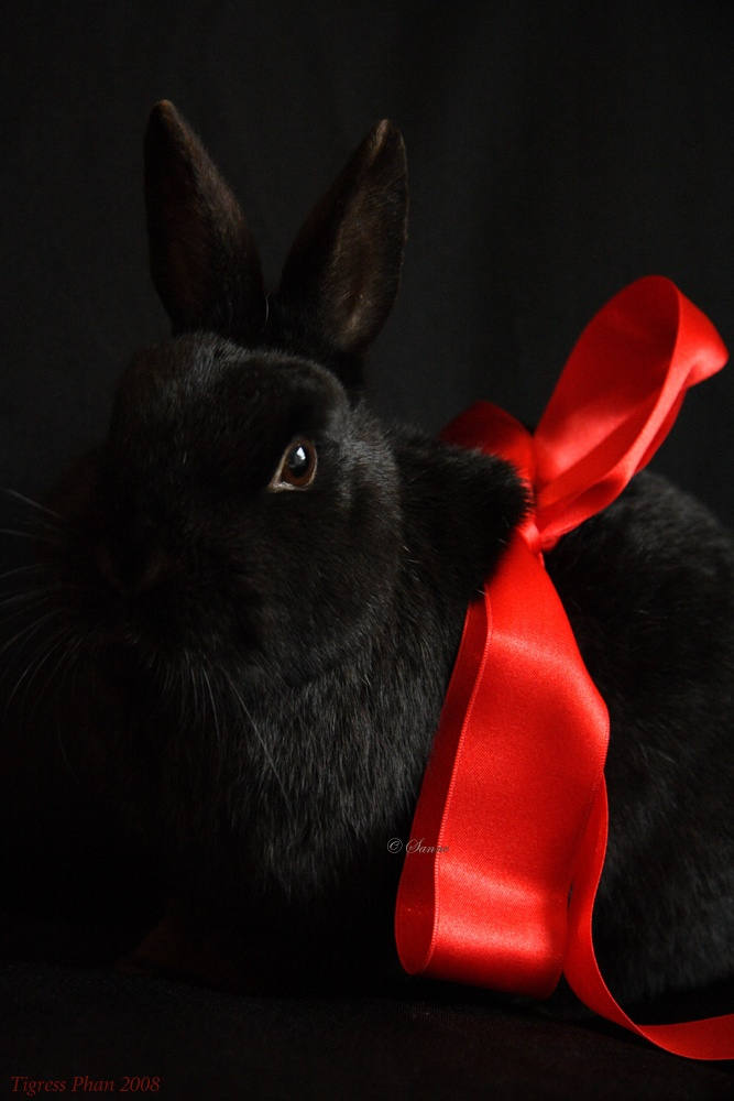 Black rabbit
