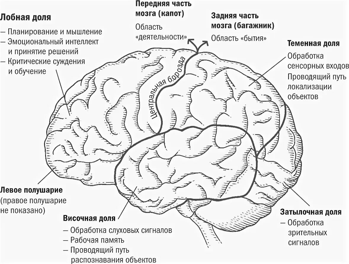 Схема долей коры головного мозга. Сонные доли головноно мозга. Задние доли мозга