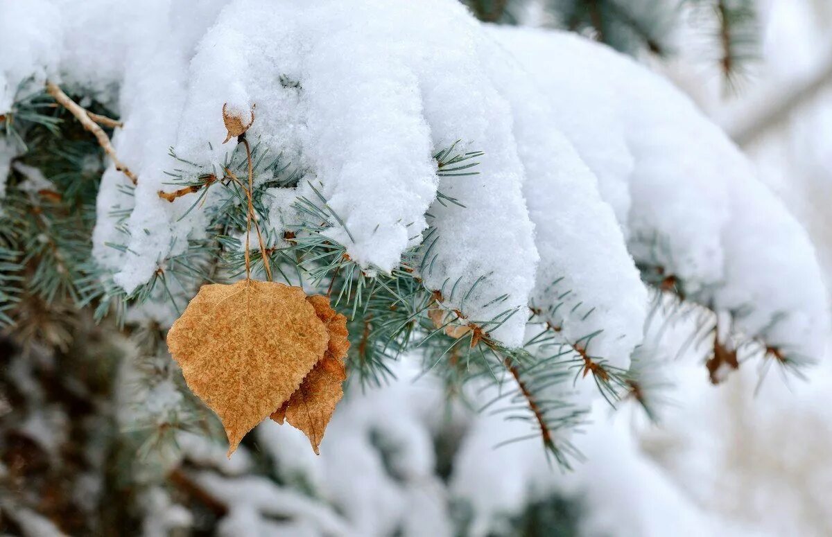 первый день зимы креативные картинки. снег в провансе. первый день зимы креативные картинки. первый день зимы креативные картинки. зима в стиле прованс.