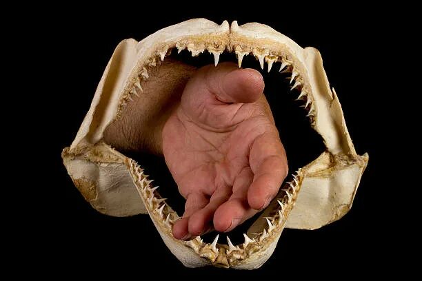 Челюсть акулы скелет. Болезнь Акулья челюсть. Челюсти рыб на белом фоне. Челюсть на английском