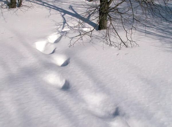 Летопись зимы. Гольяновский пруд зимой замок. Зима 2009-2010. Летопись зимы. Летопись зимы.